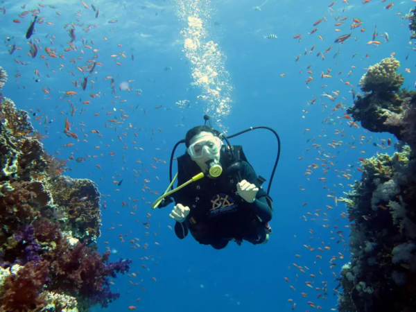 Padi Open Water Diver Padi Open Water Diver