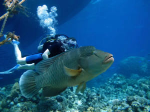 PADI Emergency First Aid Response PADI Emergency First Aid Response