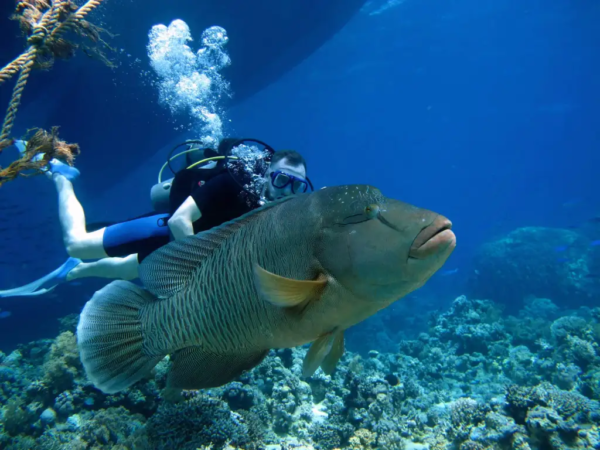 PADI Emergency First Aid Response PADI Emergency First Aid Response