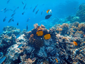 House Reef Dive Site