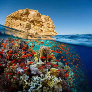 Ras Mohamed National Park